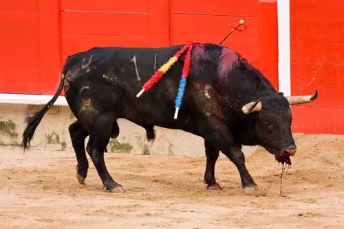 Injured bull during a bullfight